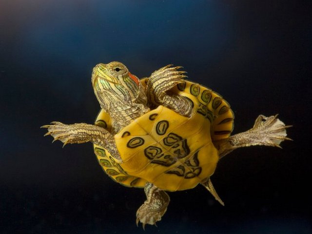 Породы черепах в Долгопрудном | ЗооТом портал о животных