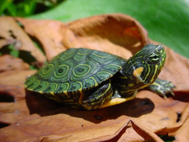 Породы черепах в Долгопрудном | ЗооТом портал о животных