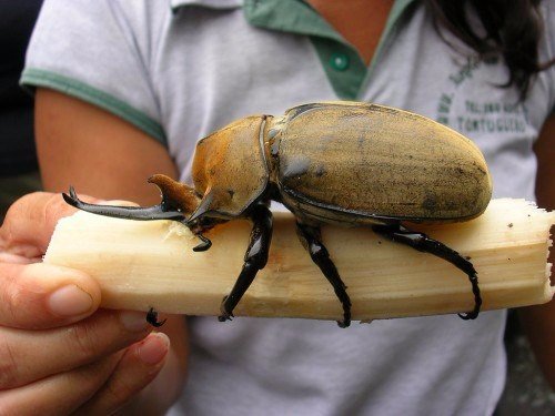 Породы жуков в Долгопрудном | ЗооТом портал о животных