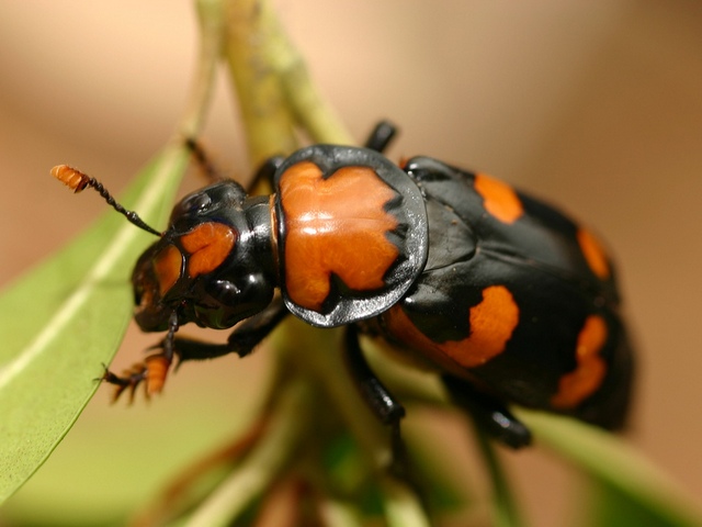 Все о жуках в Долгопрудном | ЗооТом портал о животных
