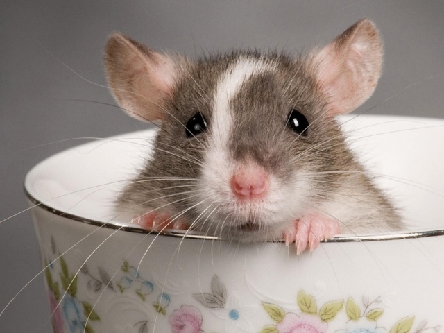 Породы крыс | ЗооТом - продажа, вязка и услуги для животных в Долгопрудном