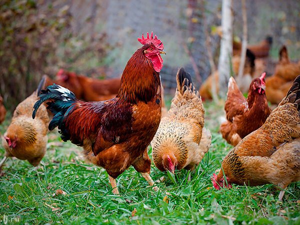 Породы куриц | ЗооТом - продажа, вязка и услуги для животных в Долгопрудном