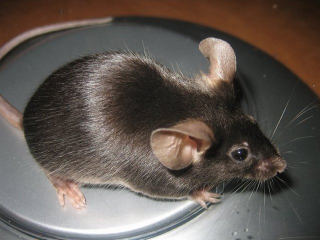 Все о мышах в Долгопрудном | ЗооТом - продажа, вязка и услуги для животных в Долгопрудном