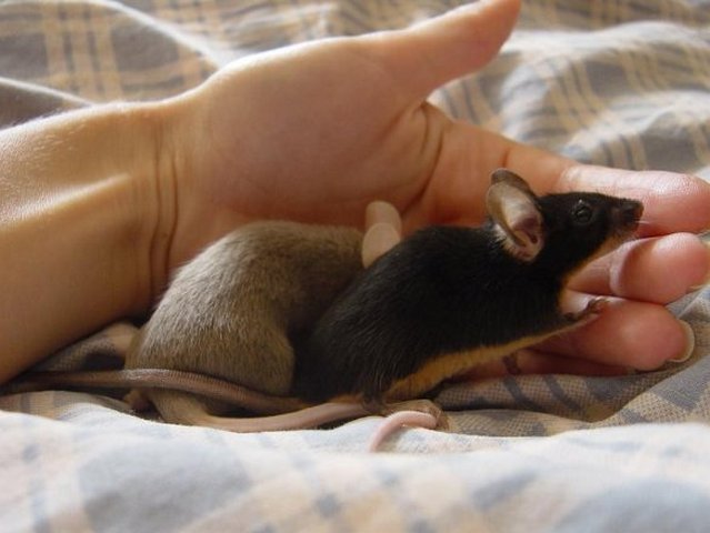 Все о мышах в Долгопрудном | ЗооТом - продажа, вязка и услуги для животных в Долгопрудном