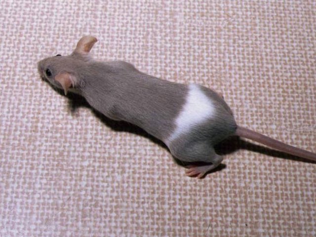 Породы мышей | ЗооТом - продажа, вязка и услуги для животных в Долгопрудном