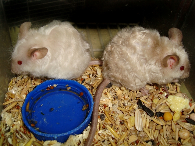 Породы мышей | ЗооТом - продажа, вязка и услуги для животных в Долгопрудном