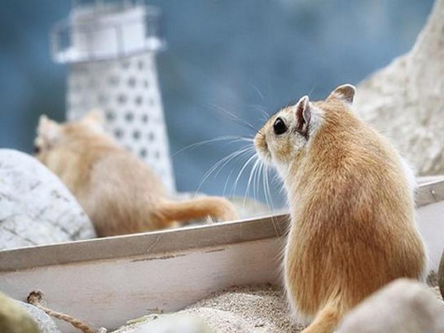 Содержание мышей и уход за ними в Долгопрудном | ЗооТом - продажа, вязка и услуги для животных в Долгопрудном