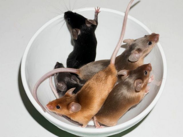 Содержание мышей и уход за ними в Долгопрудном | ЗооТом - продажа, вязка и услуги для животных в Долгопрудном