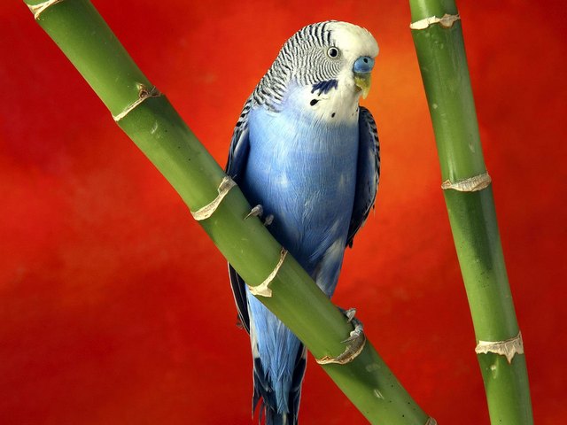 Все о попугаях в Долгопрудном | ЗооТом портал о животных