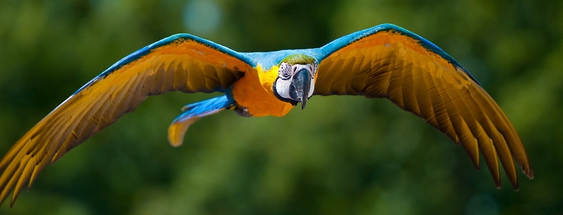 Все о попугаях в Долгопрудном | ЗооТом портал о животных