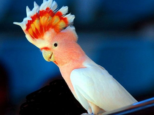Породы попугаев | ЗооТом - продажа, вязка и услуги для животных в Долгопрудном