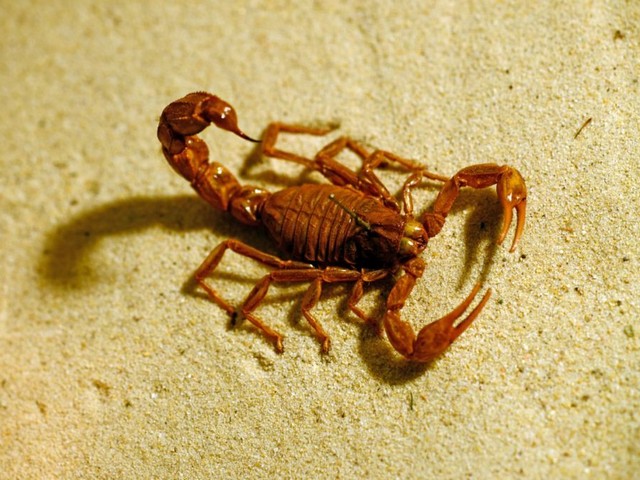 Породы скорпионов в Долгопрудном | ЗооТом портал о животных