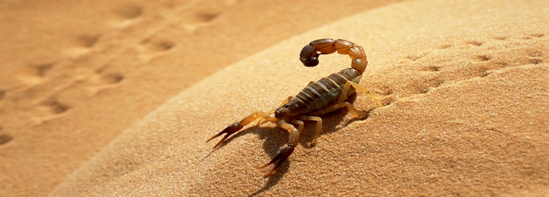 Все о скорпионах в Долгопрудном | ЗооТом портал о животных