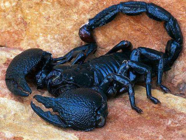 Все о скорпионах в Долгопрудном | ЗооТом портал о животных