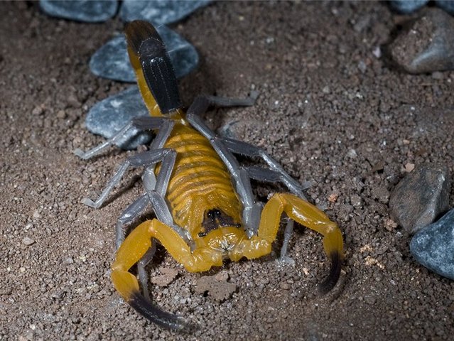 Содержание скорпионов и уход за ними в Долгопрудном | ЗооТом портал о животных