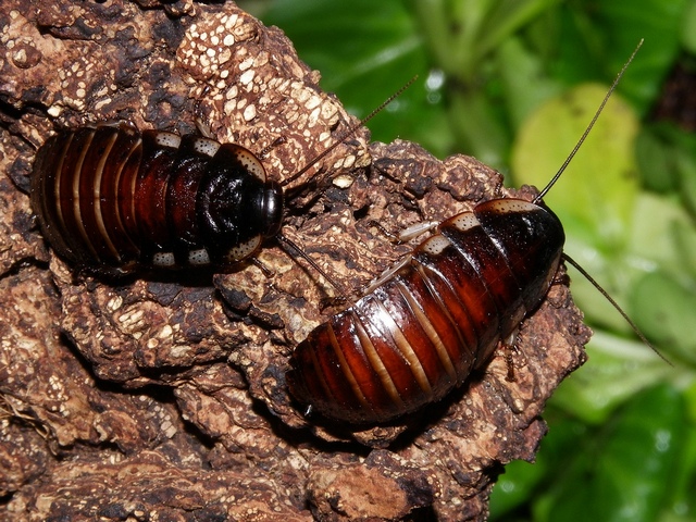Породы тараканов в Долгопрудном | ЗооТом портал о животных