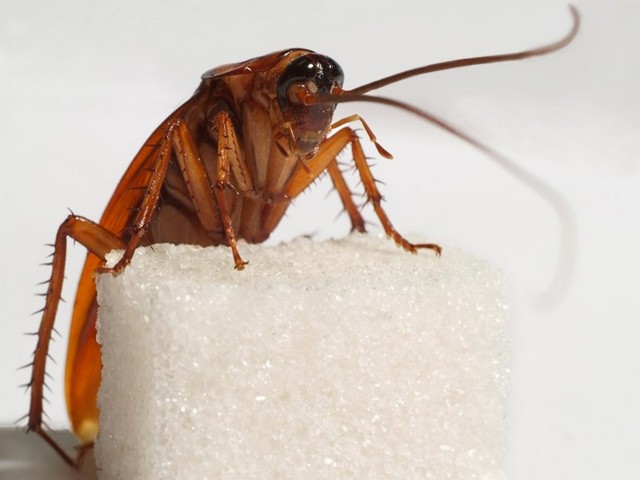 Все о тараканах в Долгопрудном | ЗооТом портал о животных