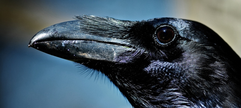 Все о воронах в Долгопрудном | ЗооТом портал о животных