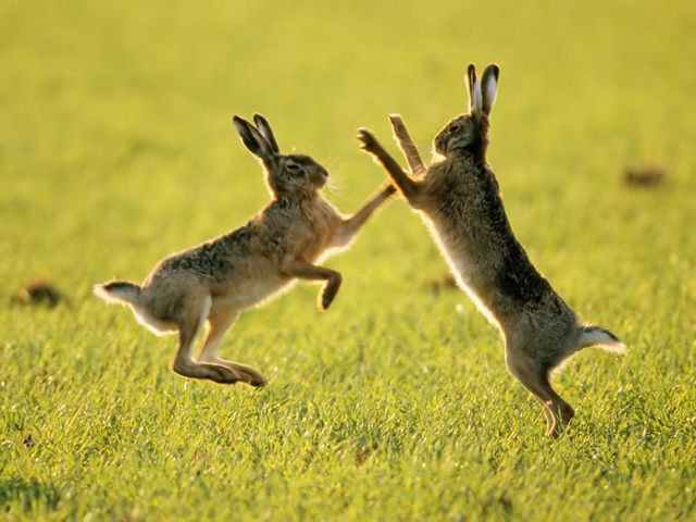 Породы зайцев | ЗооТом - продажа, вязка и услуги для животных в Долгопрудном