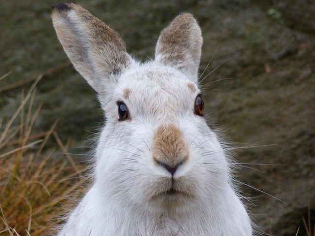 Содержание зайцев и уход за ними | ЗооТом - продажа, вязка и услуги для животных в Долгопрудном
