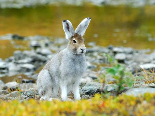 Содержание зайцев и уход за ними | ЗооТом - продажа, вязка и услуги для животных в Долгопрудном