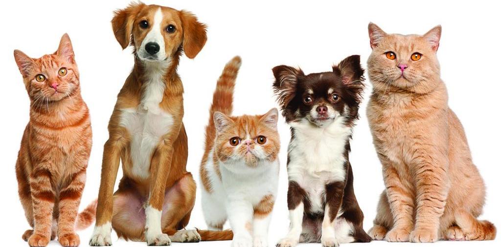 Доска объявлений о животных | ЗооТом - продажа, вязка и услуги для животных в Долгопрудном