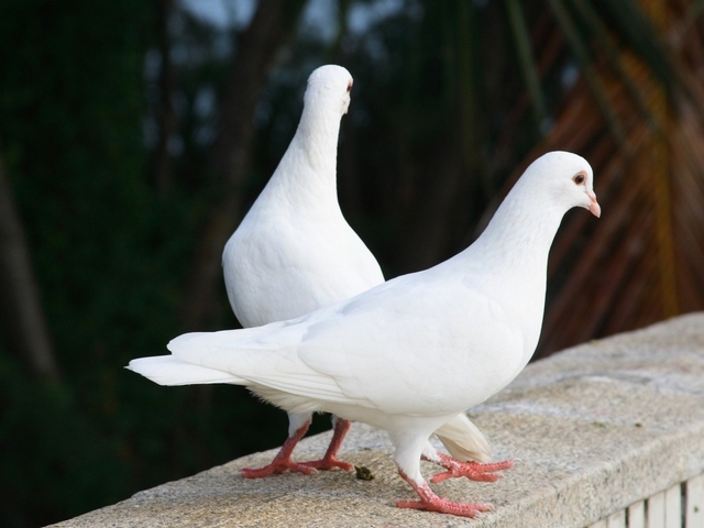 Все о голубях | ЗооТом - продажа, вязка и услуги для животных в Долгопрудном