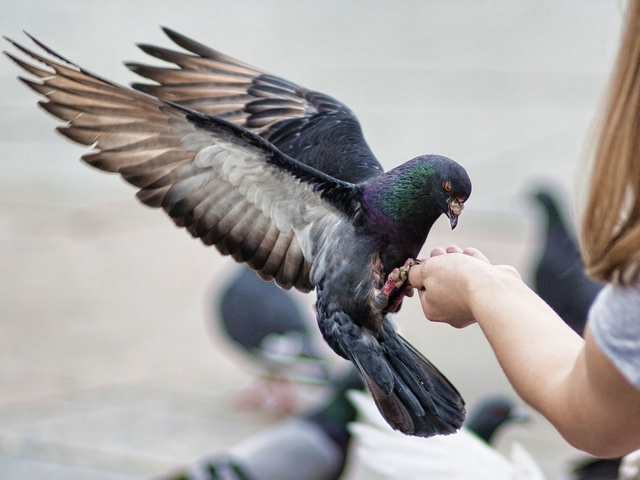 Все о голубях | ЗооТом - продажа, вязка и услуги для животных в Долгопрудном