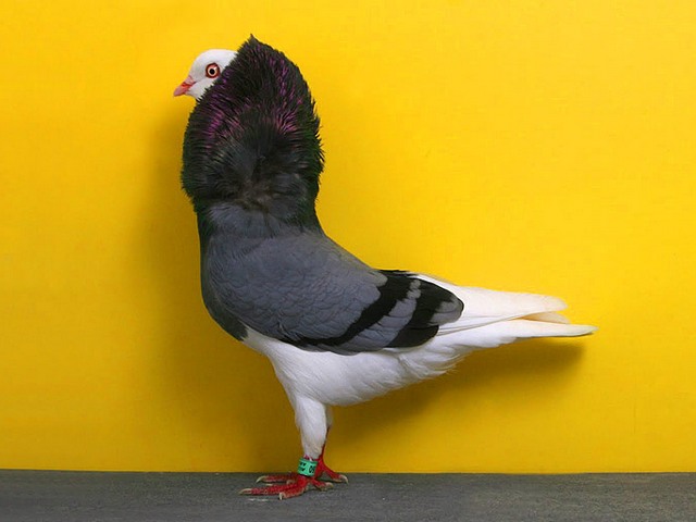 Породы голубей | ЗооТом - продажа, вязка и услуги для животных в Долгопрудном