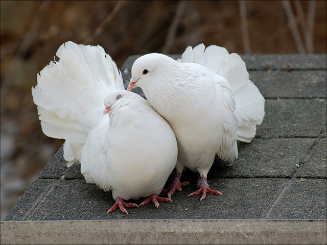 Содержание голубей и уход за ними в Долгопрудном