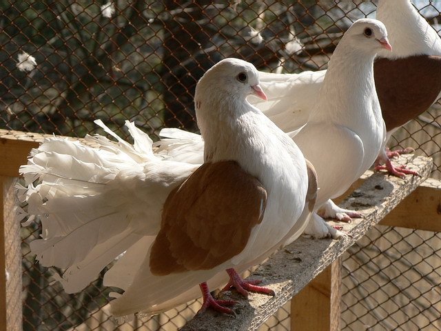Содержание голубей и уход за ними в Долгопрудном