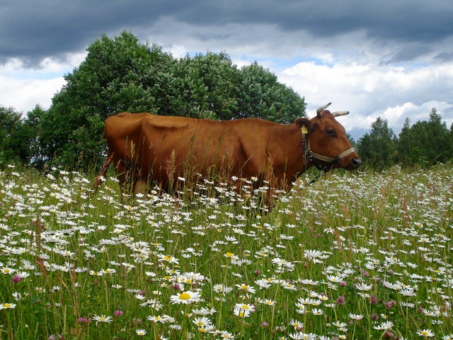 Все о коровах в Долгопрудном | ЗооТом портал о животных