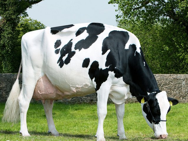 Породы коров в Долгопрудном | ЗооТом портал о животных