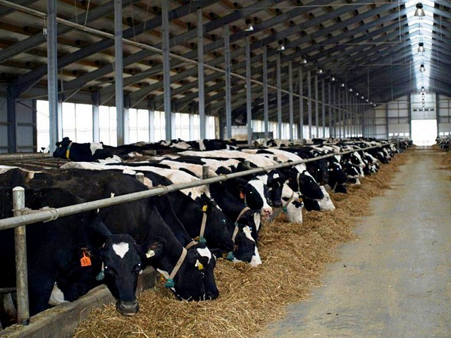 Содержание коров и уход за ними в Долгопрудном | ЗооТом портал о животных