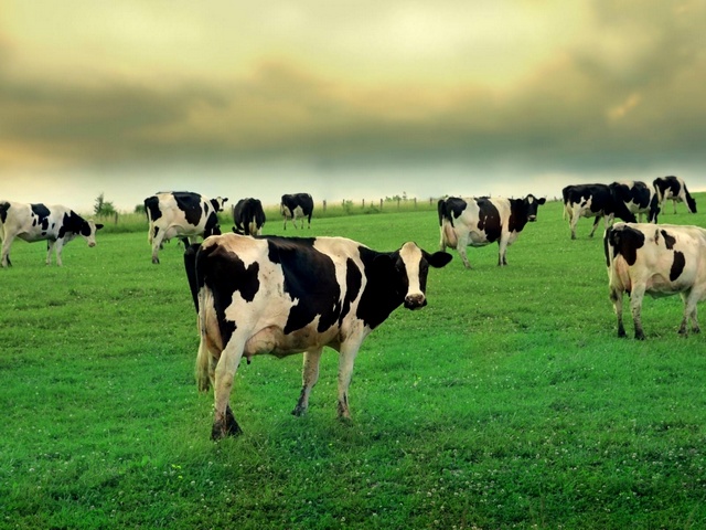 Содержание коров и уход за ними в Долгопрудном | ЗооТом портал о животных