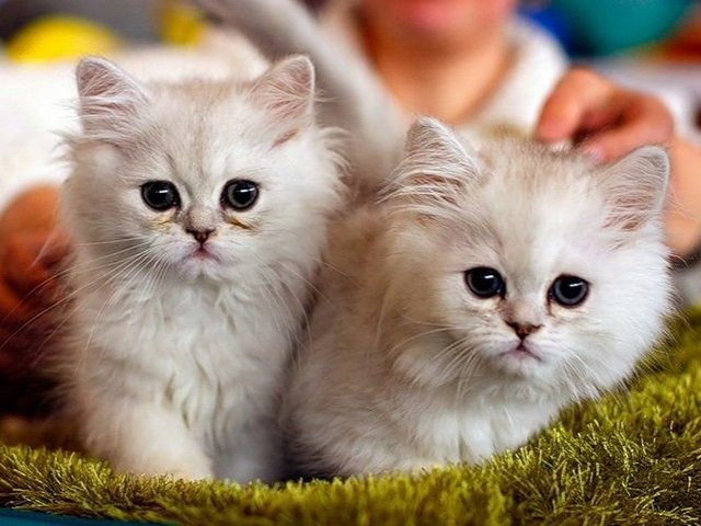 Породы кошек в Долгопрудном | ЗооТом портал о животных