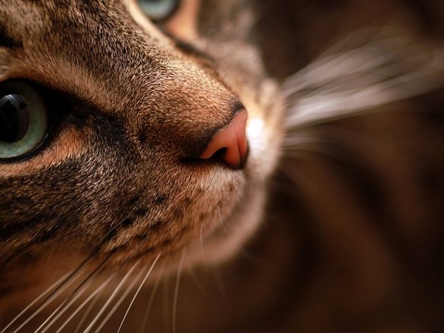 Статьи о кошках в Долгопрудном | ЗооТом портал о животных