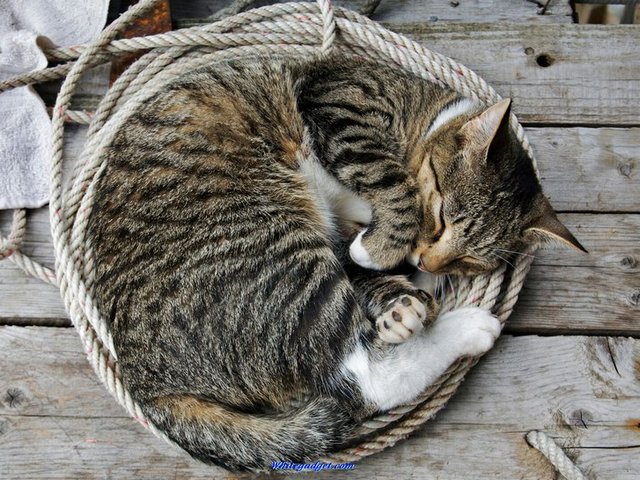Все о кошках в Долгопрудном | ЗооТом портал о животных