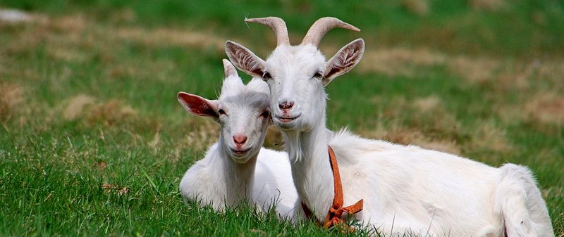 Все о козах в Долгопрудном | ЗооТом портал о животных