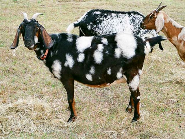 Породы коз в Долгопрудном | ЗооТом портал о животных