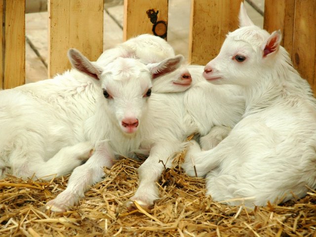 Содержание коз и уход за ними в Долгопрудном | ЗооТом портал о животных