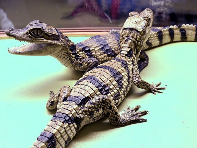 Все о крокодилах в Долгопрудном | ЗооТом портал о животных