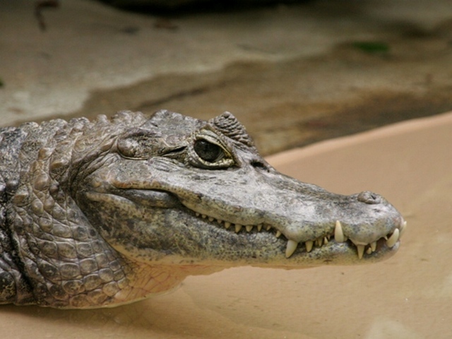 Все о крокодилах в Долгопрудном | ЗооТом портал о животных