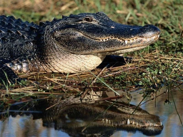 Породы крокодилов в Долгопрудном | ЗооТом портал о животных