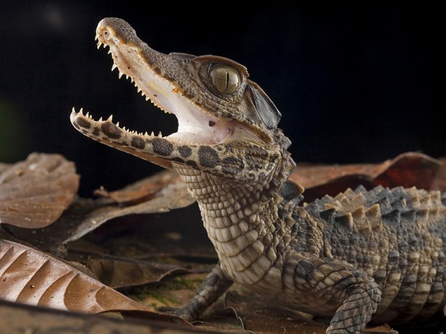Содержание крокодилов и уход за ними в Долгопрудном | ЗооТом портал о животных