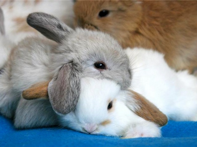 Статьи о кроликах в Долгопрудном | ЗооТом портал о животных