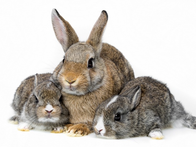 Все о кроликах в Долгопрудном | ЗооТом портал о животных