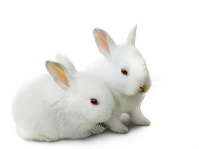 Все о кроликах в Долгопрудном | ЗооТом портал о животных