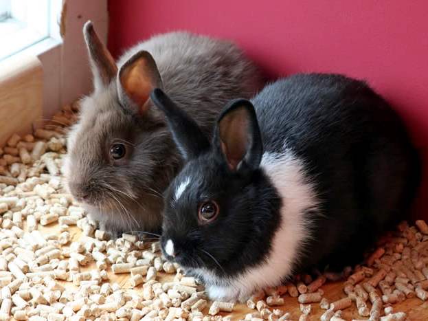 Содержание кроликов и уход за ними в Долгопрудном | ЗооТом портал о животных