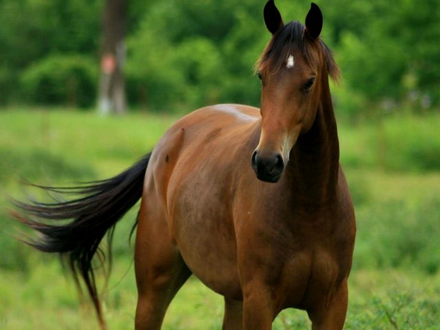 Содержание лошадей и уход за ними в Долгопрудном | ЗооТом портал о животных